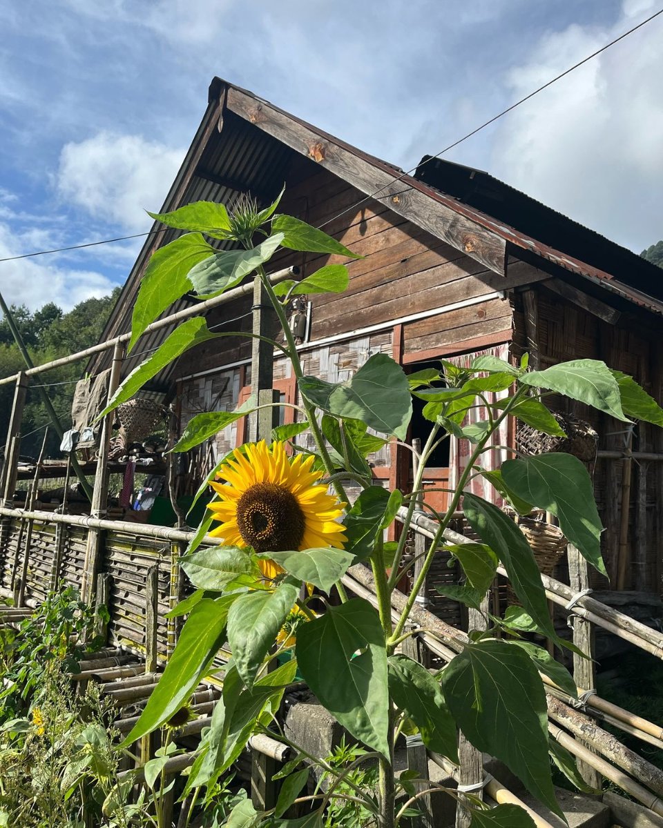 ZIRO Festival, photo 2