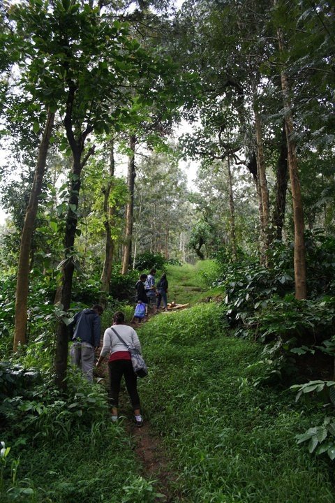 Kerala Honeymoon Trip, photo 4