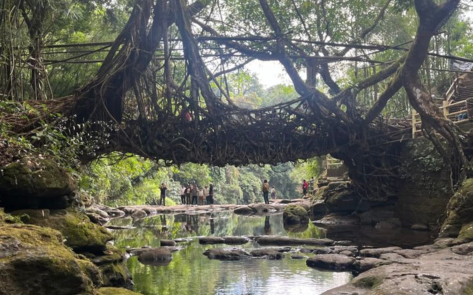 Meghalaya, The living root bridges of the northeast